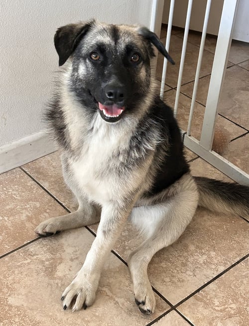 MACY (TRIPOD) - Shepherd available for adoption