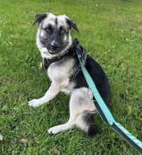 Macy (tripod) - Photo 5