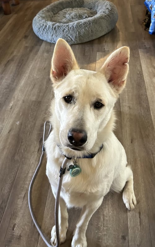 RIGGS - White German Shepherd / Shepherd available for adoption