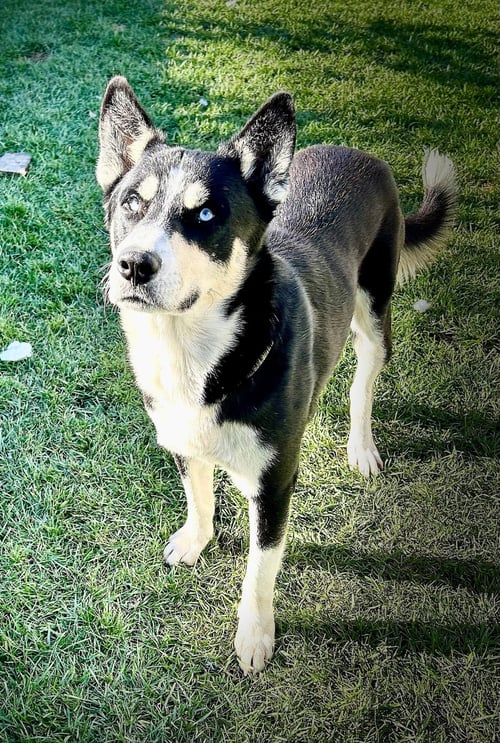 BLUE **COURTESY POST - Siberian Husky / Husky available for adoption
