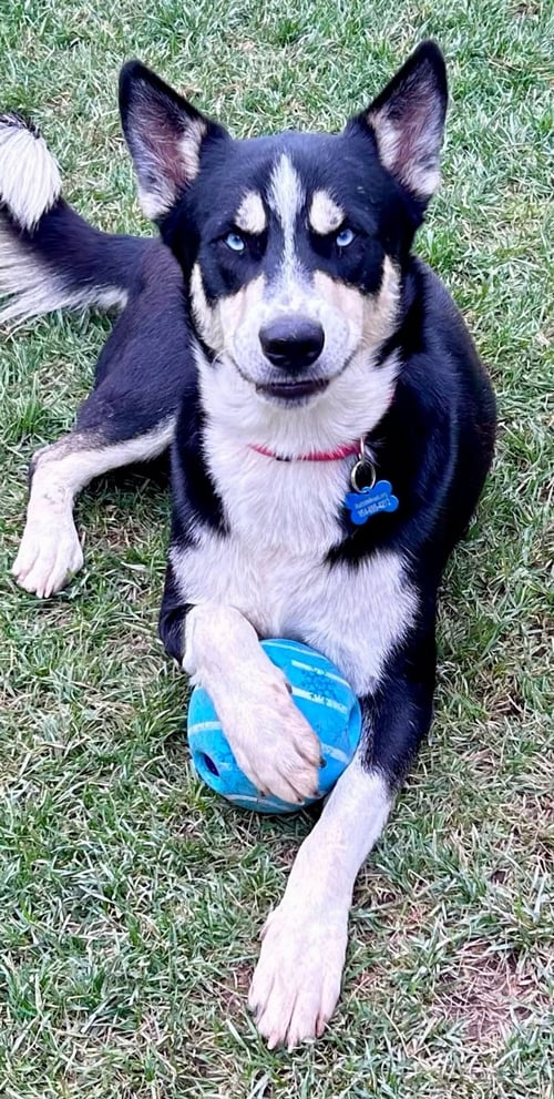 BLUE **COURTESY POST - Siberian Husky / Husky available for adoption