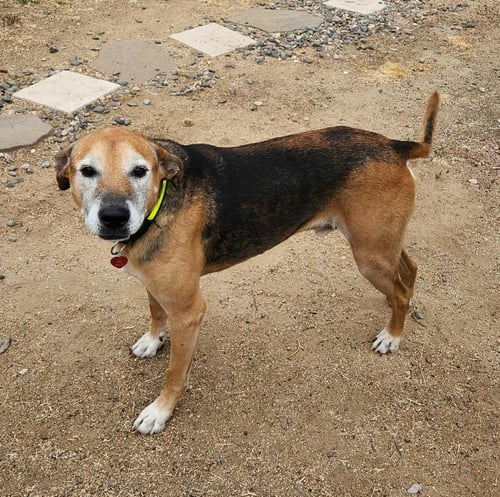 OZZY * COURTESY POST* - Shepherd available for adoption