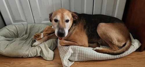 OZZY * COURTESY POST* - Shepherd available for adoption