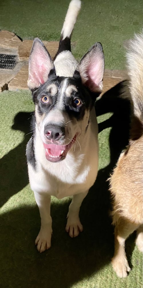 BERNIE - Shepherd available for adoption