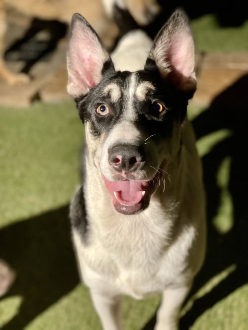 BERNIE - Shepherd available for adoption