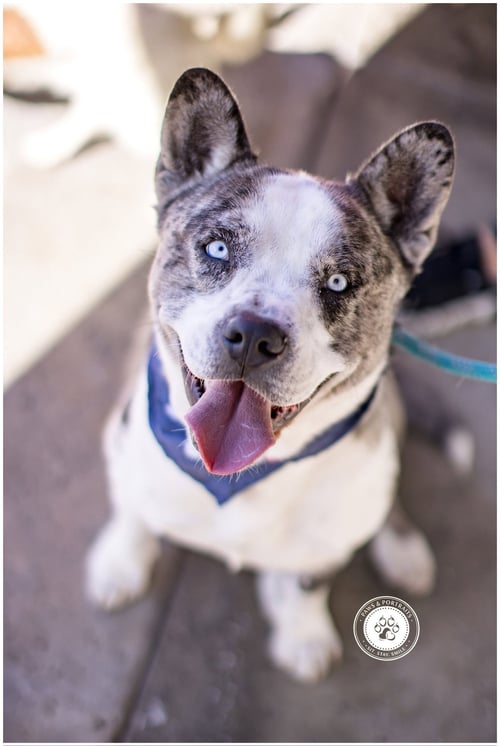 DUBLIN - French Bulldog / Husky available for adoption