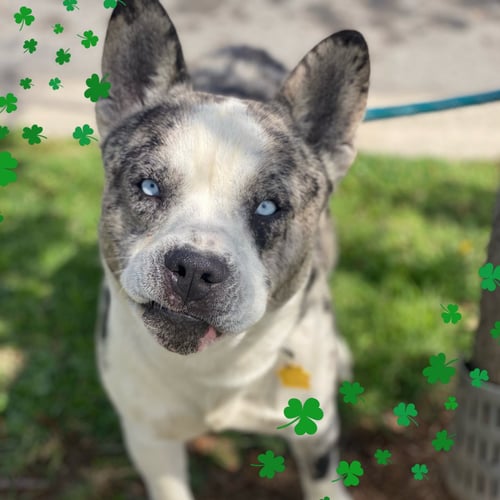 DUBLIN - French Bulldog / Husky available for adoption