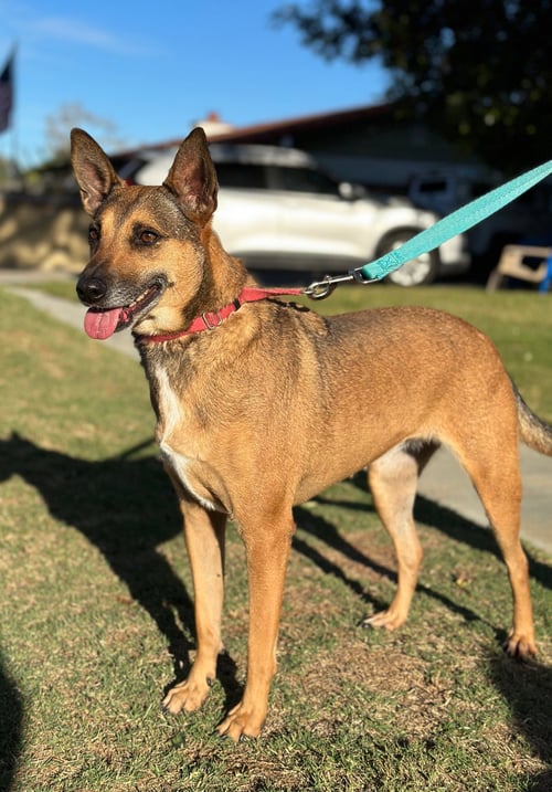 ATHENA - Australian Kelpie / Australian Shepherd available for adoption
