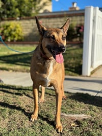 Athena - Photo 4