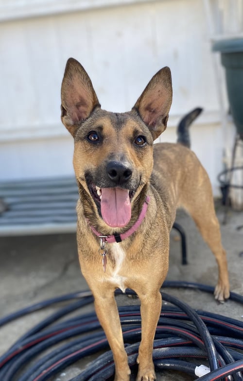 ATHENA - Australian Kelpie / Australian Shepherd available for adoption