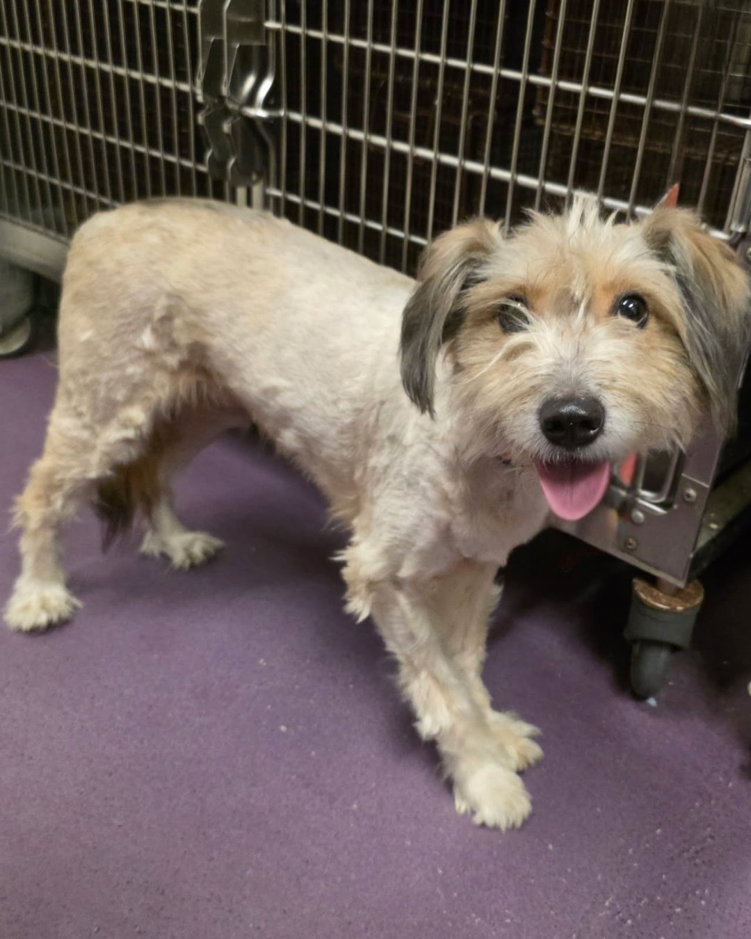 GUINNESS - Soft-Coated Wheaten Terrier available for adoption