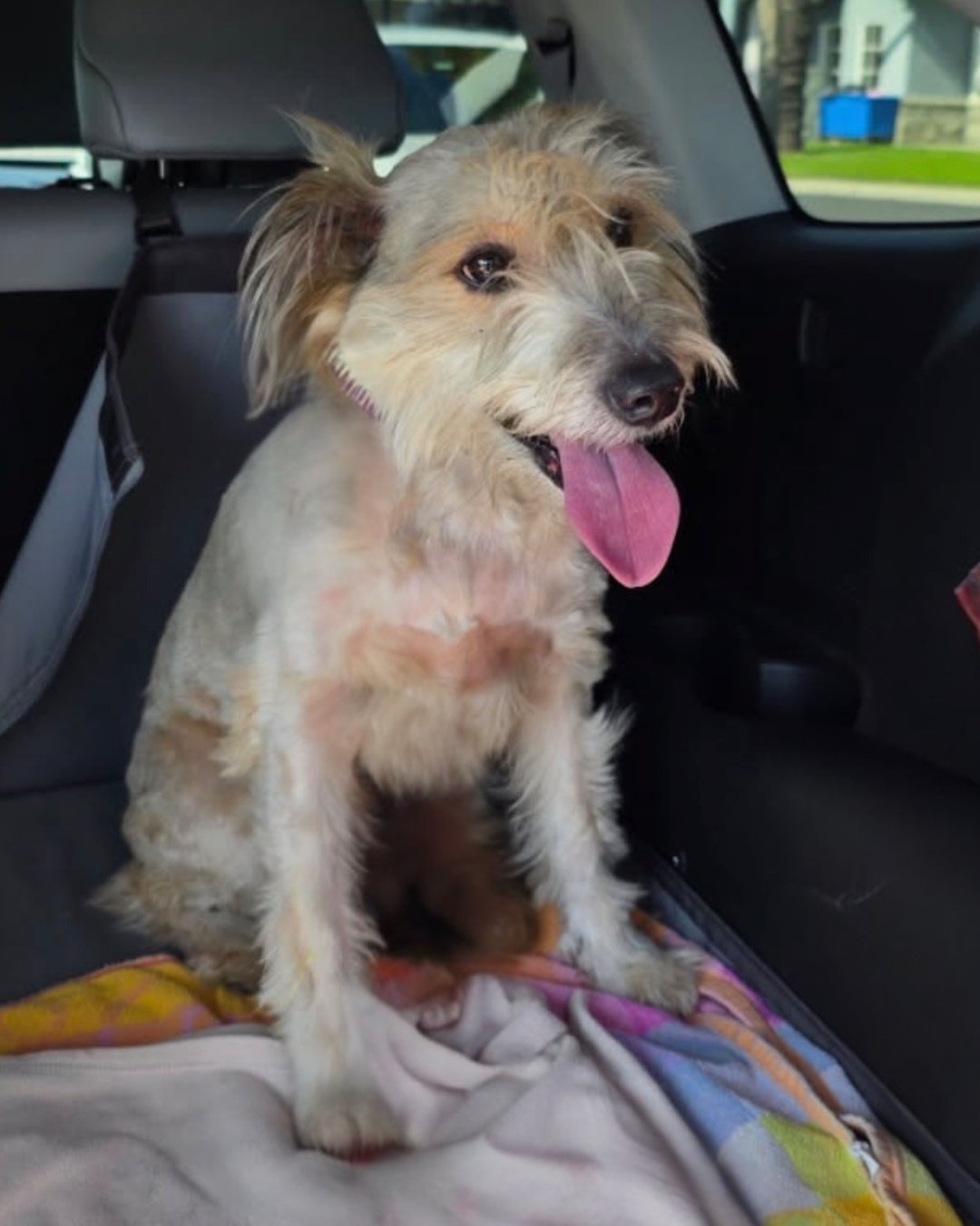 GUINNESS - Soft-Coated Wheaten Terrier available for adoption