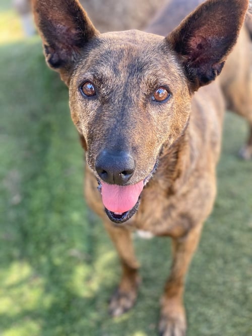 ELISE - Dutch Shepherd available for adoption