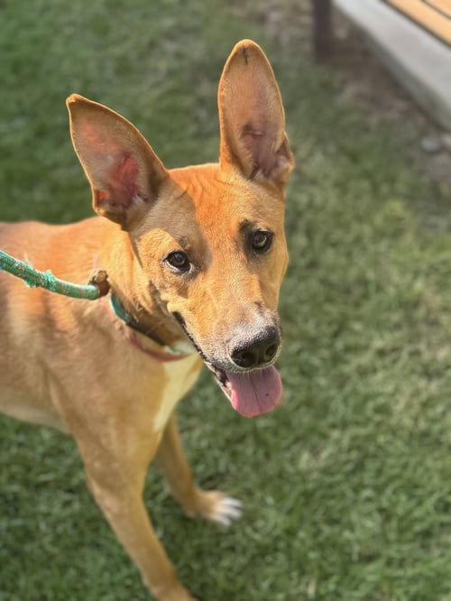BOB - Shepherd available for adoption