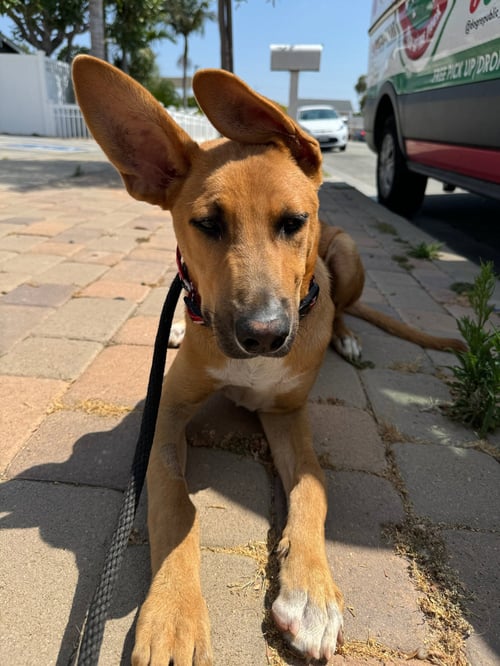 BOB - Shepherd available for adoption