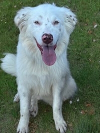 Bubba - Photo 1