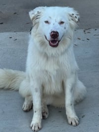 Bubba - Photo 2