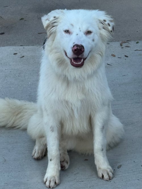 BUBBA - Australian Shepherd available for adoption