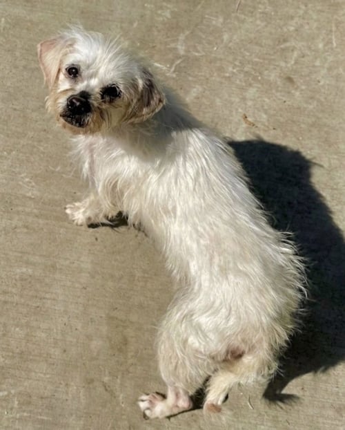 BAYLEE - Terrier available for adoption