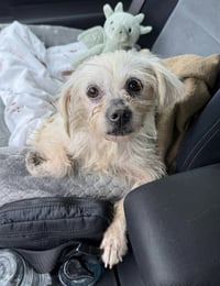 Baylee - Photo 3