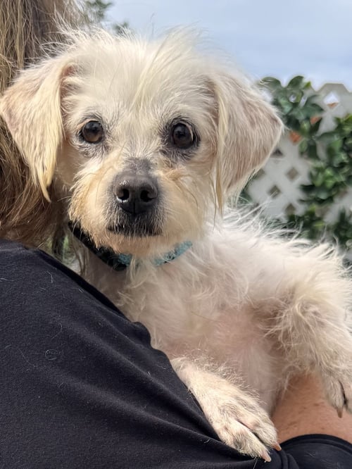 BAYLEE - Terrier available for adoption