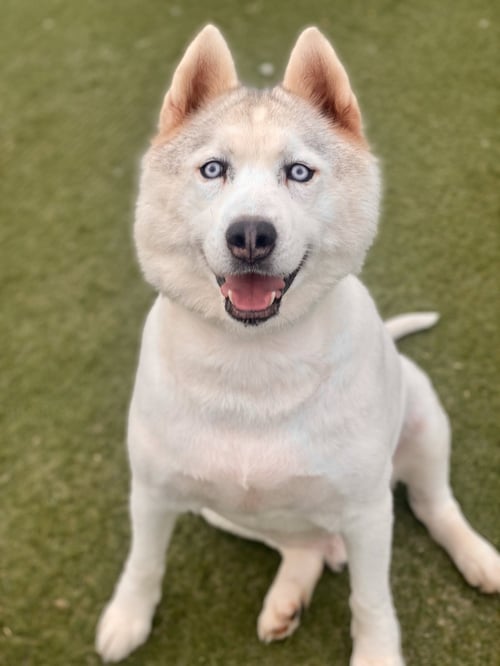 JAY *COURTESY POST TC* - Husky available for adoption