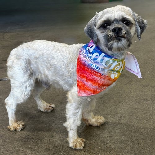 OSKAR - Lhasa Apso / Shih Tzu available for adoption