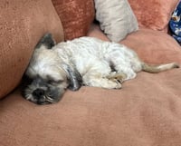 Oskar - Photo 4