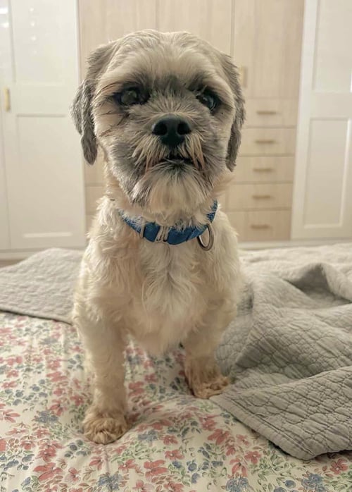OSKAR - Lhasa Apso / Shih Tzu available for adoption
