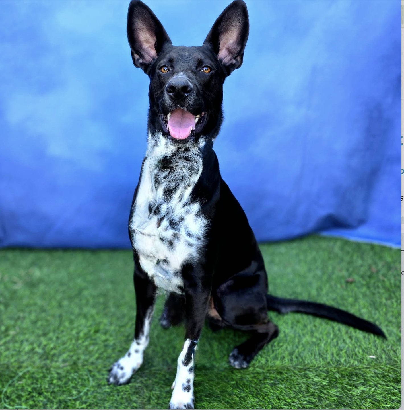 DISCO COWBOY - Labrador Retriever / Cattle Dog available for adoption