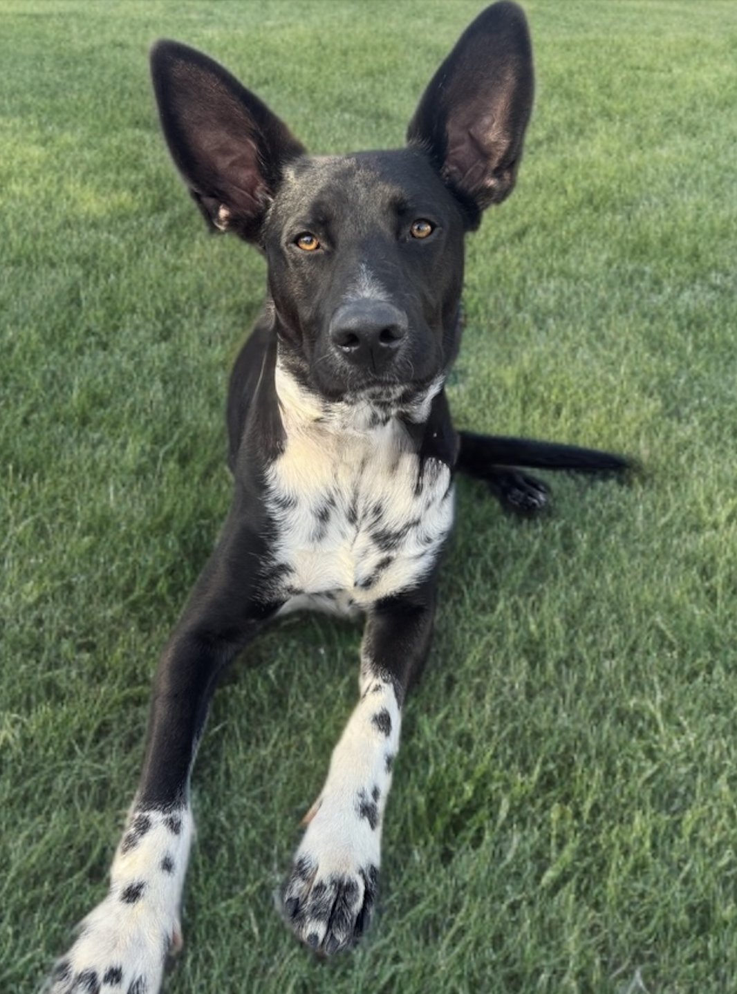 DISCO COWBOY - Labrador Retriever / Cattle Dog available for adoption