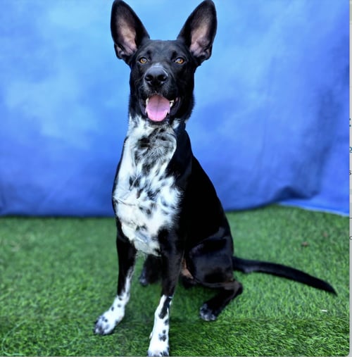 DISCO COWBOY - COURTESY POST - Labrador Retriever / Cattle Dog available for adoption