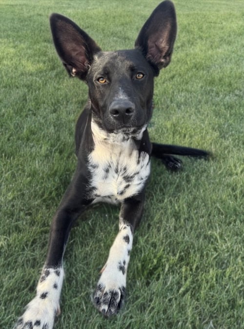 DISCO COWBOY - COURTESY POST - Labrador Retriever / Cattle Dog available for adoption