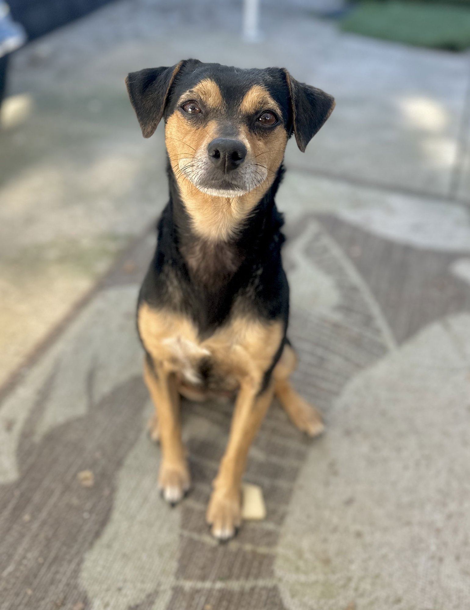 CHICO - Chihuahua available for adoption