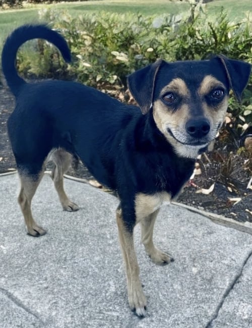 CHICO - Chihuahua available for adoption