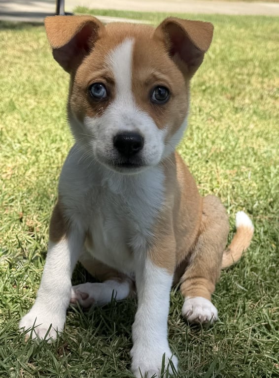 Ziggy Image