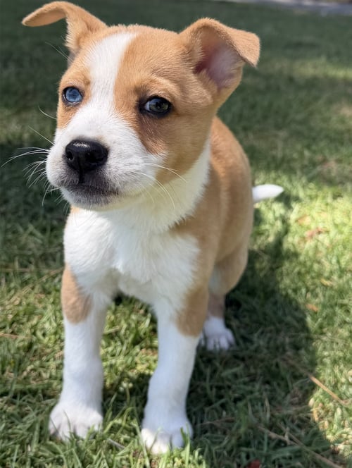 ZIGGY - Australian Shepherd available for adoption
