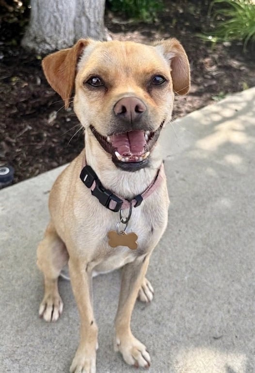 Pippa Image