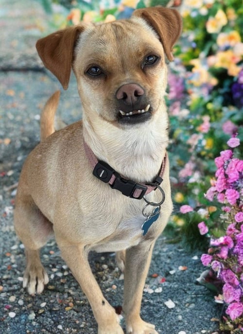 PIPPA - Chihuahua available for adoption