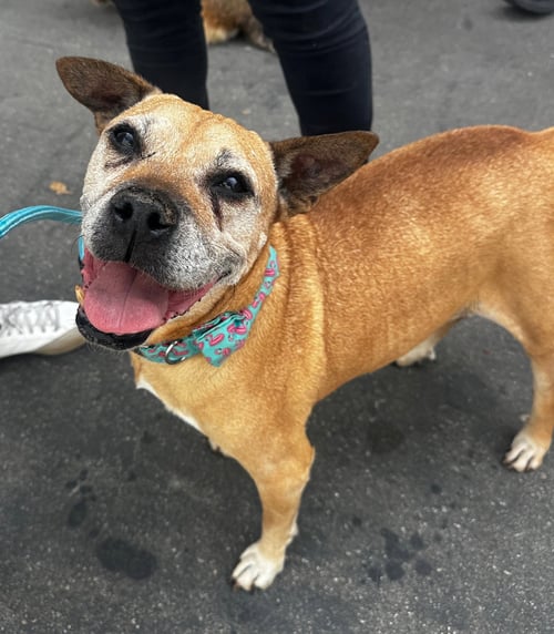 JACKSON - American Pit Bull Terrier available for adoption