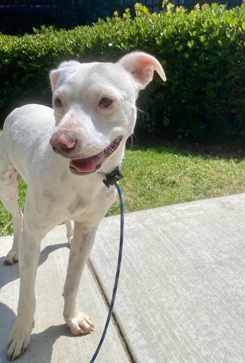 JACKS *COURTESY POST * - Terrier / American Bulldog available for adoption