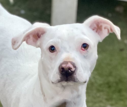 JACKS *COURTESY POST * - Terrier / American Bulldog available for adoption