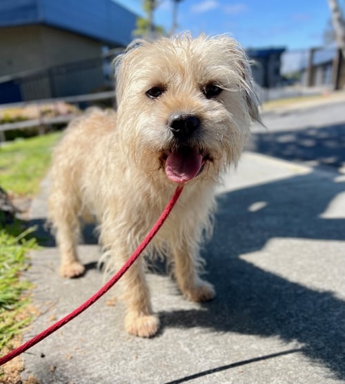 CHEWY *COURTESY POST* - Cairn Terrier / Wheaten Terrier available for adoption