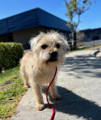 Chewy *Courtesy Post* - Photo 3