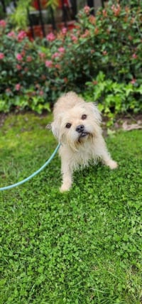 Chewy *Courtesy Post* - Photo 4