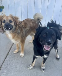 Rocco & Roxie - Photo 3