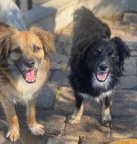 Rocco & Roxie - Photo 1