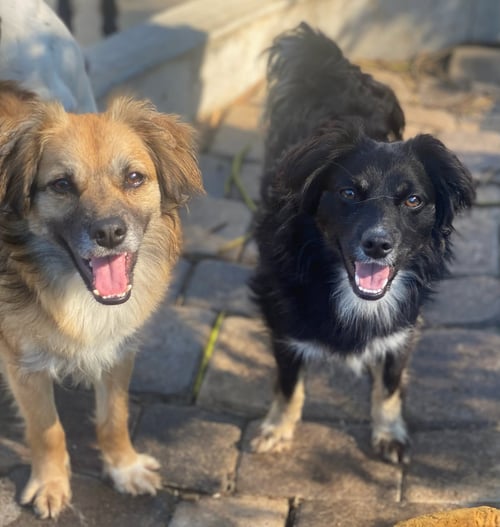 ROCCO & ROXIE - Spaniel available for adoption