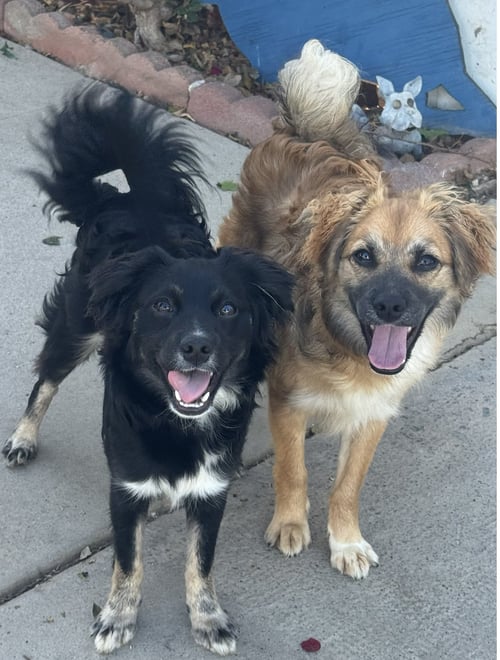 ROCCO & ROXIE - Spaniel available for adoption