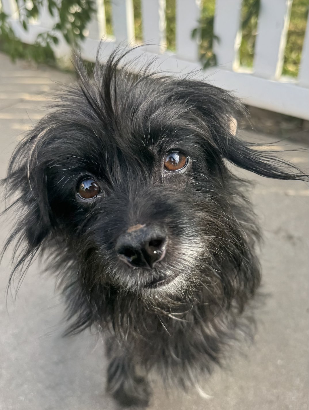 HENRIETTA - Terrier available for adoption